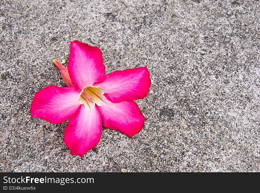 Desert Rose Flowers