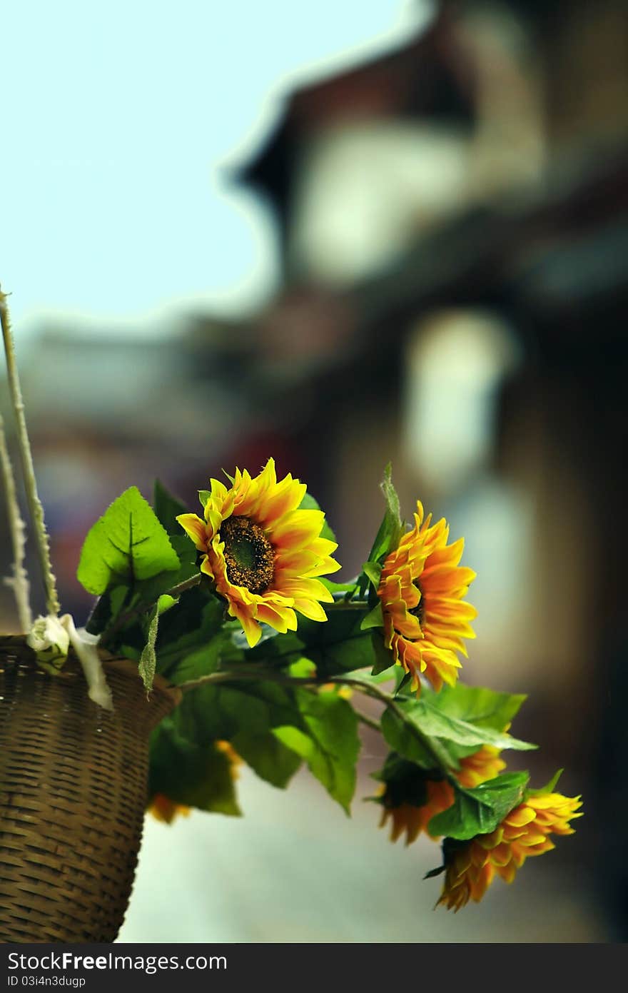 Yellow outdoor sunflower, summer, nature