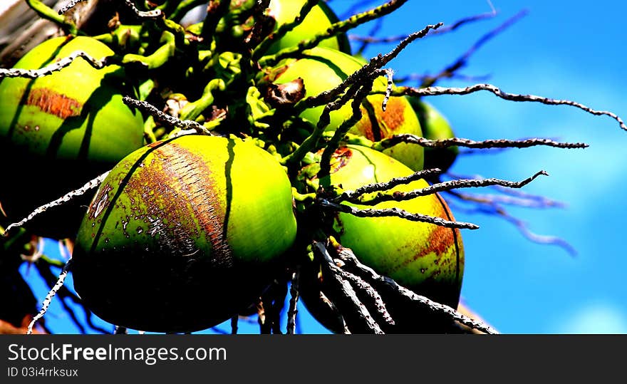 Closeup of coconuts from coconut palm tree