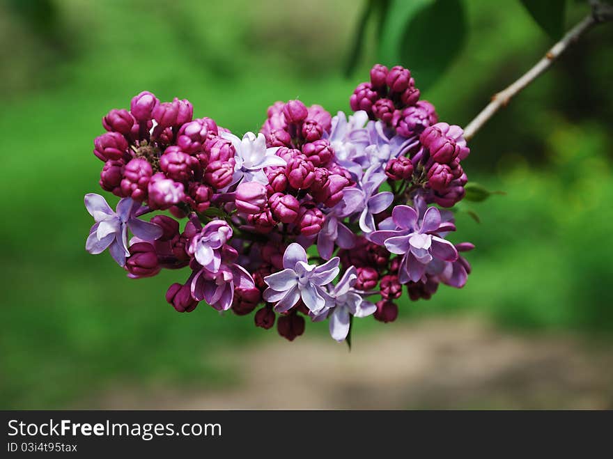 Purple panicle of lilac.