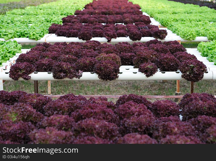 Hydroponic Vegetable