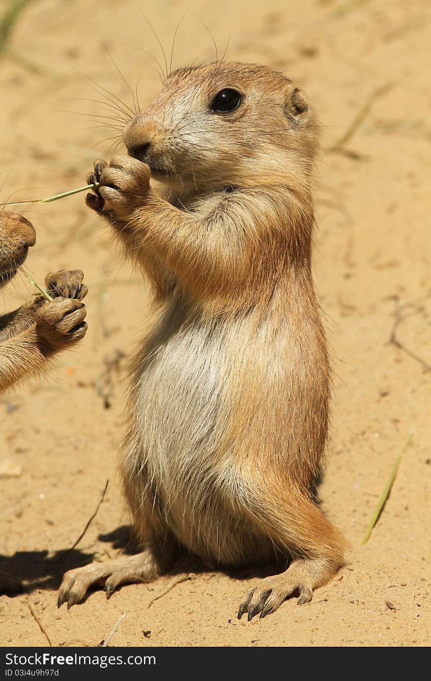 Baby prairie dog eating