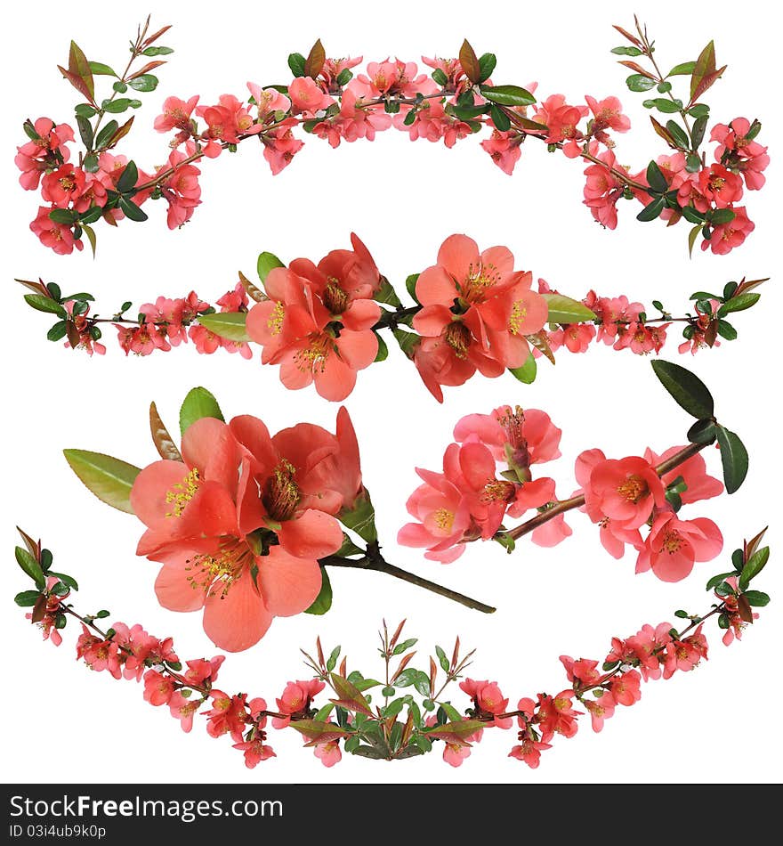 Ornamental shrub flowers - a Japanese quince - it is isolated on a white background. Ornamental shrub flowers - a Japanese quince - it is isolated on a white background.