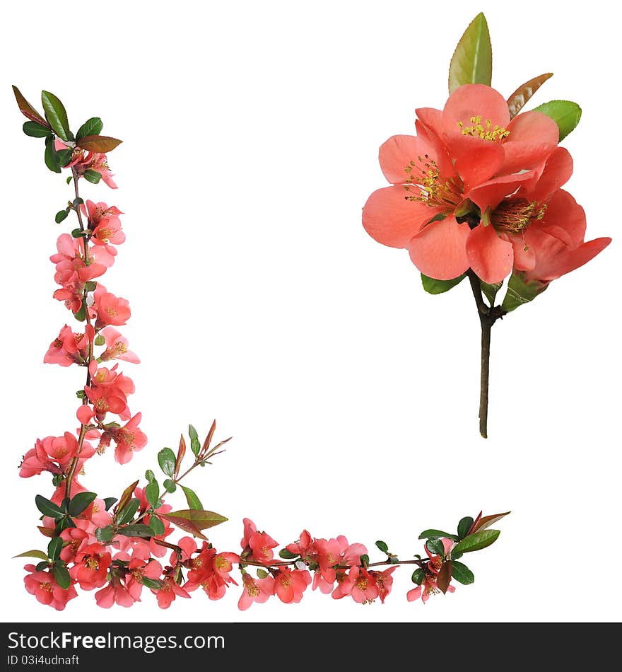 Ornamental shrub flowers - a Japanese quince - it is isolated on a white background. Ornamental shrub flowers - a Japanese quince - it is isolated on a white background.