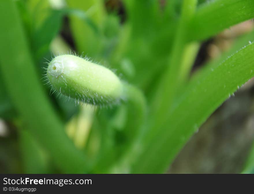 A small new maroow in the garden. A small new maroow in the garden