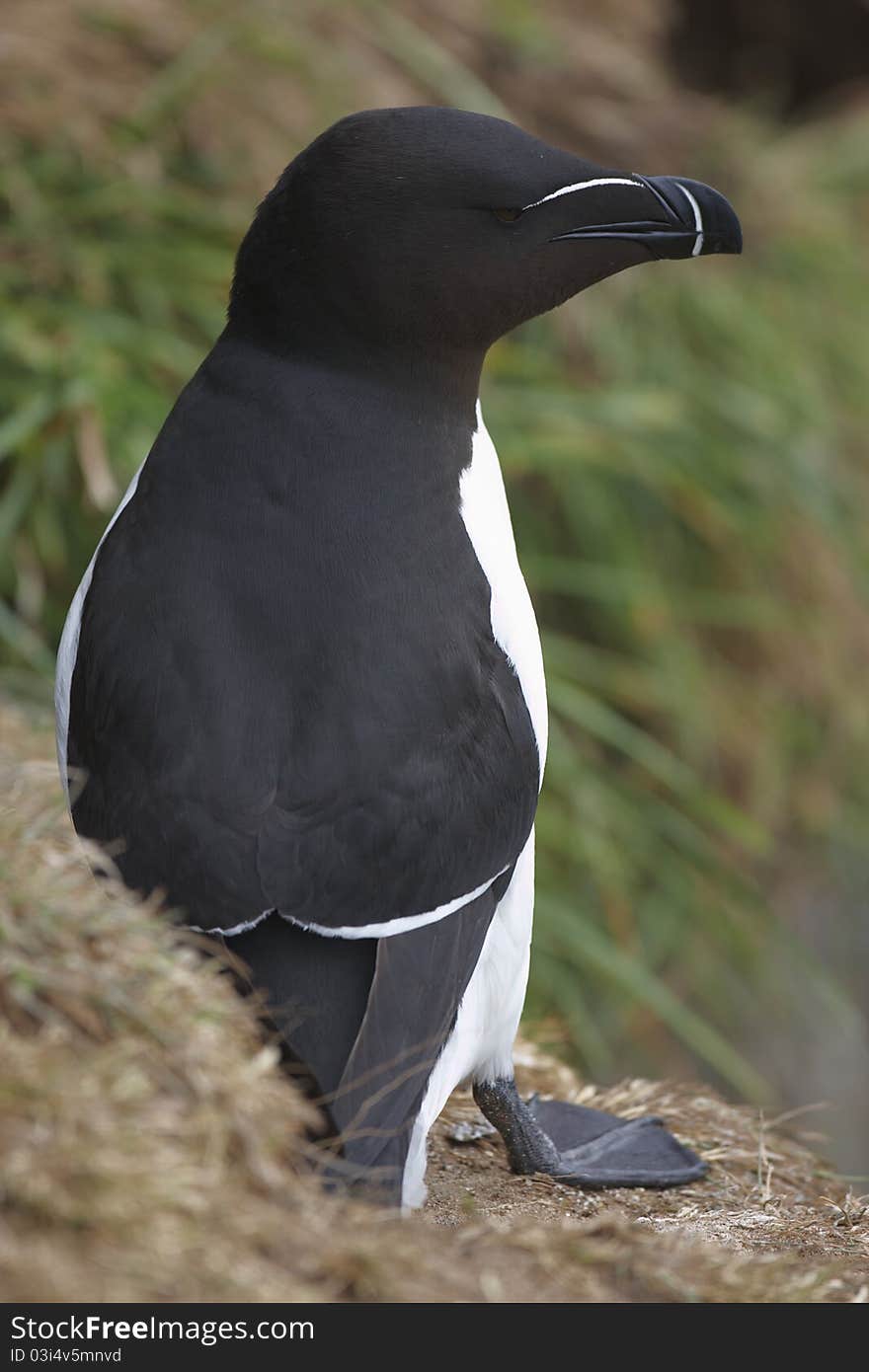 Razorbill looking out to sea on a cliff on Skomer.