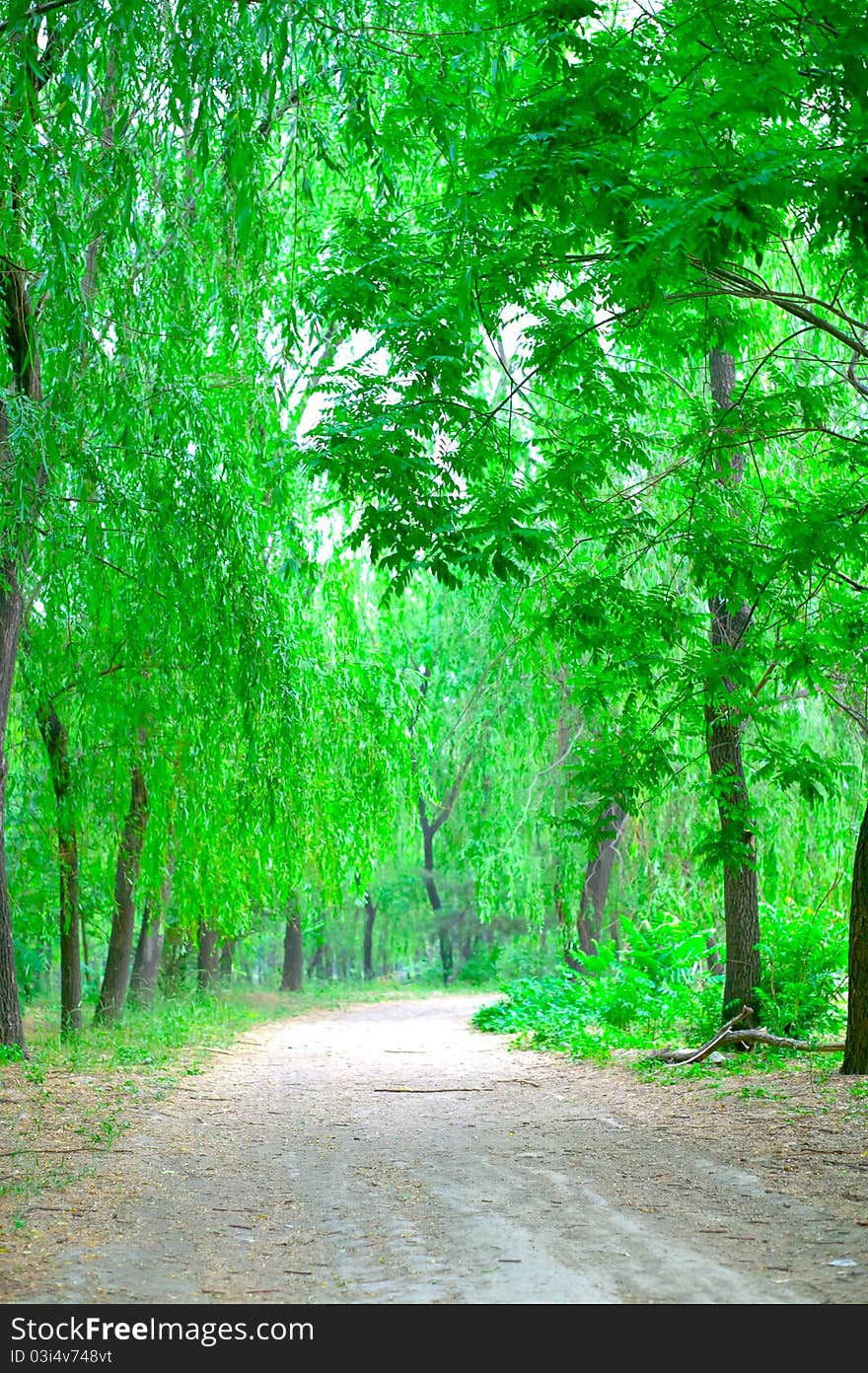 Tree lined trail with green color. Tree lined trail with green color