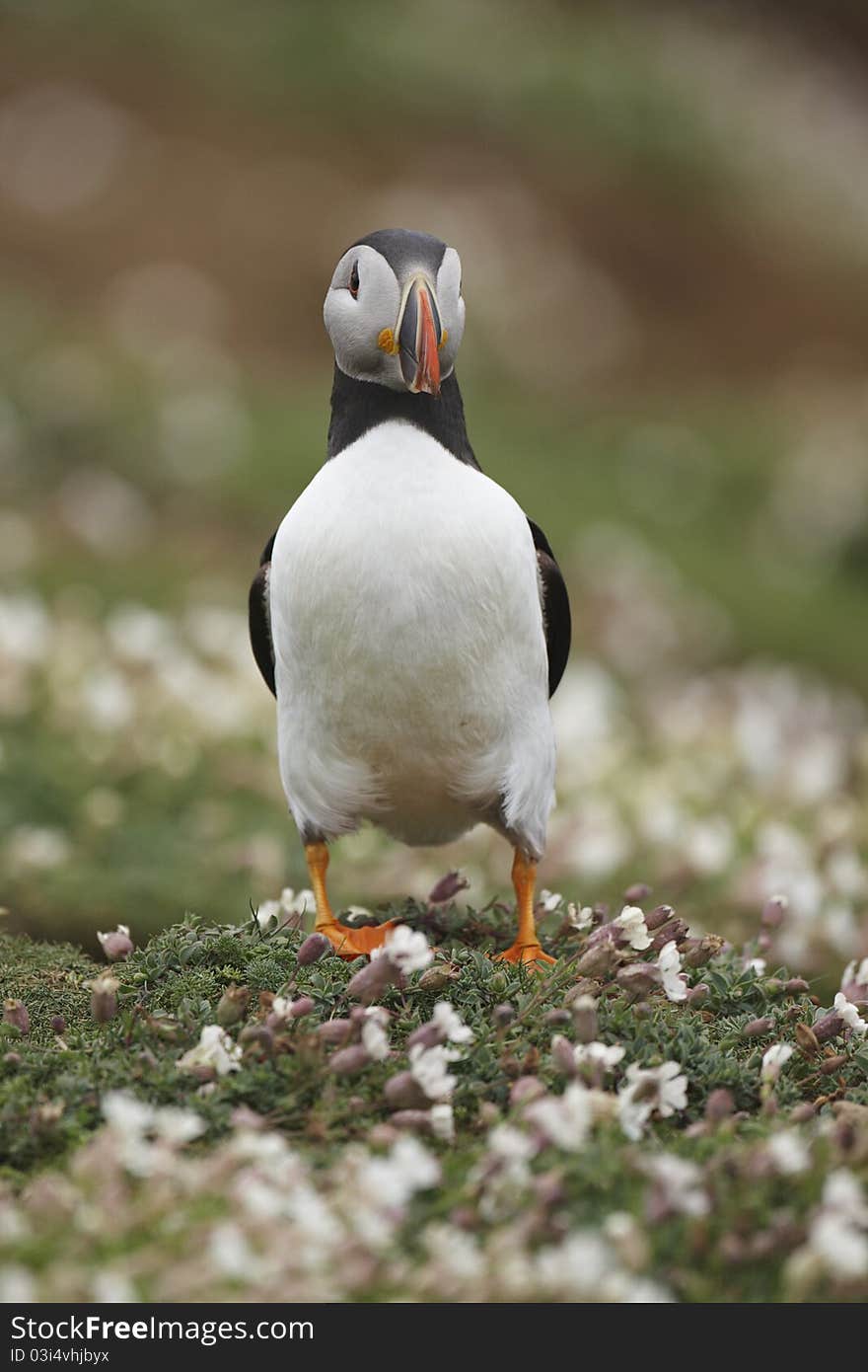 A front view of a puffin in white campion.on Skomer