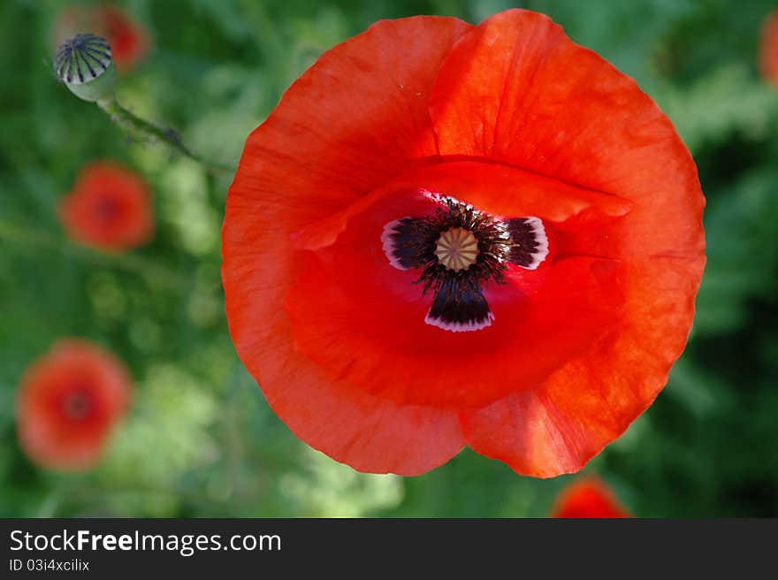 Not the big red poppy on a wind under the sun. Not the big red poppy on a wind under the sun.