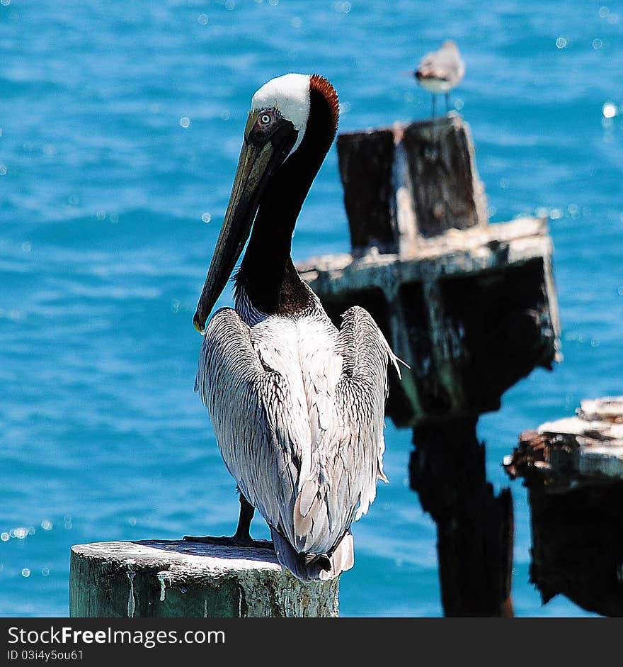 Pelican