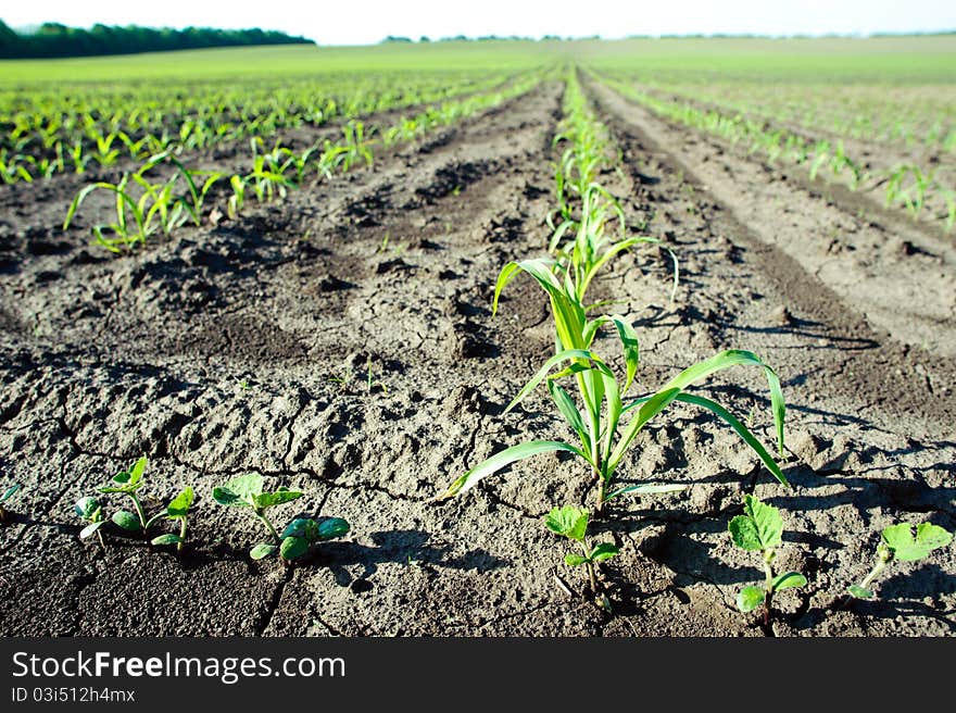 An image of a green field with seedlings. An image of a green field with seedlings