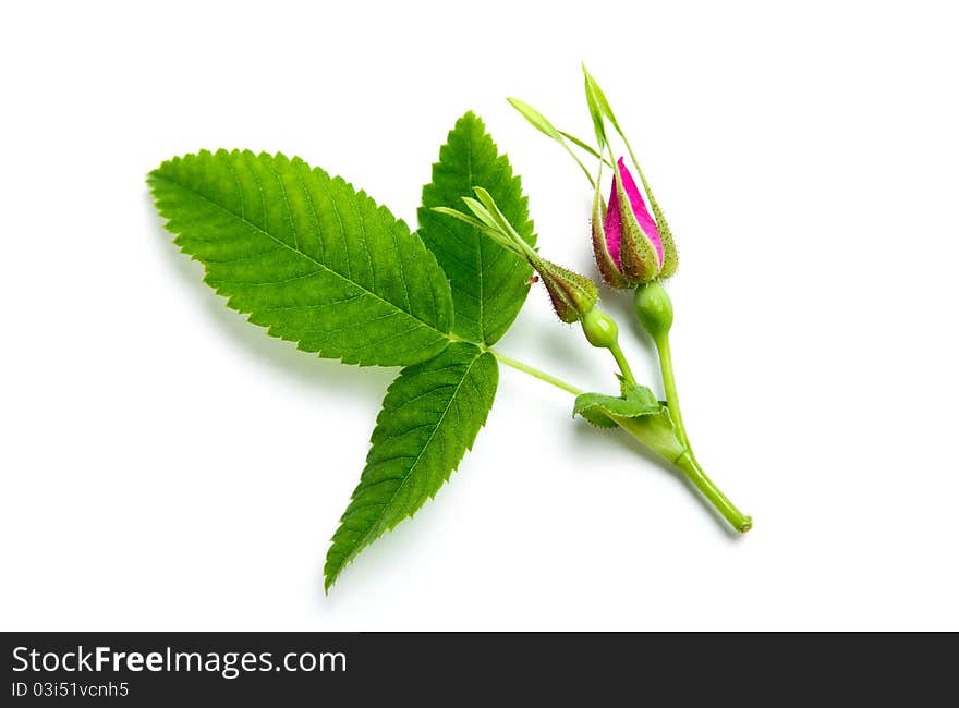 An image of fresh pink bud of briar