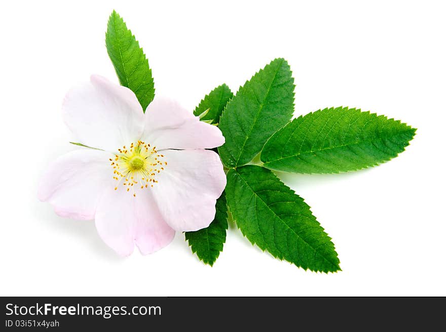 An image of a nice pink flower of briar