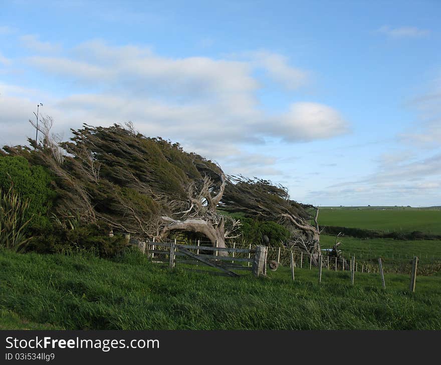 Trees blown by wind on a paddock