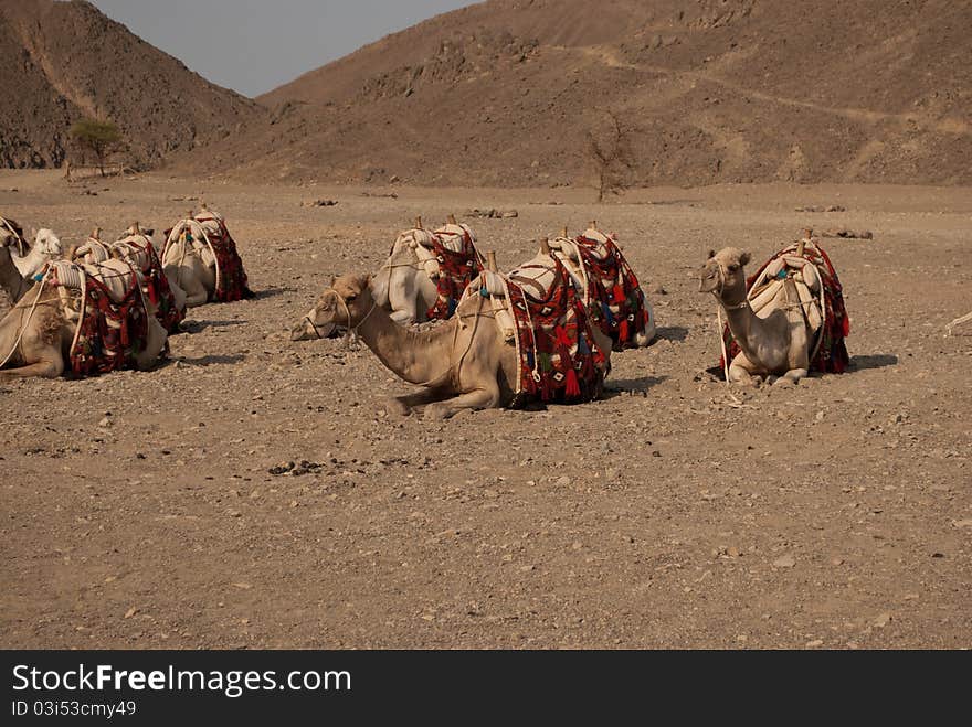 A group of bedouin camels wait in the egyptian desert, in Marsa Alam, Egypt. A group of bedouin camels wait in the egyptian desert, in Marsa Alam, Egypt