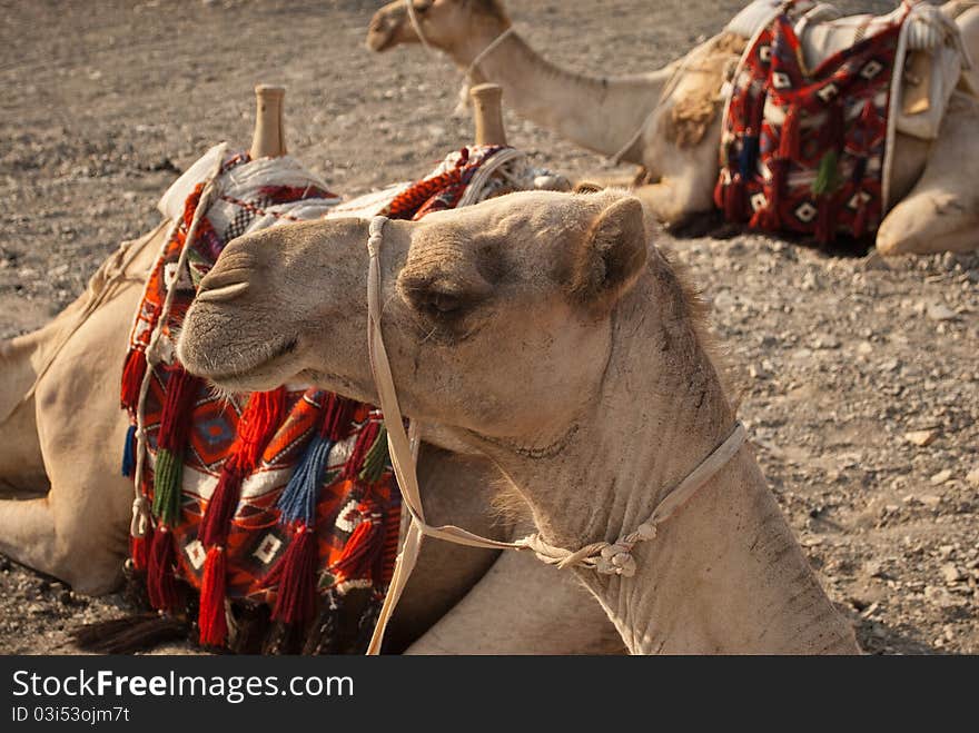 A group of bedouin camels wait in the egyptian desert, in Marsa Alam, Egypt. A group of bedouin camels wait in the egyptian desert, in Marsa Alam, Egypt