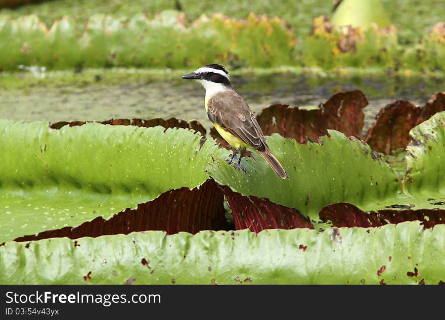 A colourful flycatcher sits on red and green leaves of giant amazon waterlily. A colourful flycatcher sits on red and green leaves of giant amazon waterlily