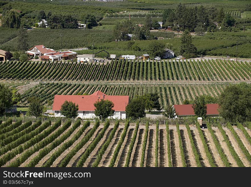 Orchards and vineyards