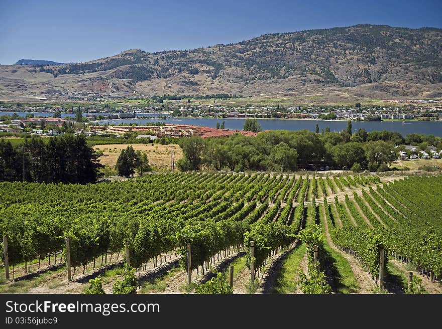 Vineyards by Osoyoos in Okanagan