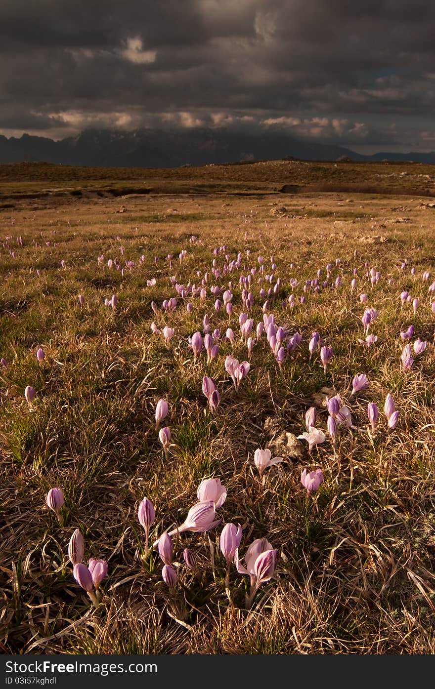 Spring mountain landscape in Corsica with saffron blooms in the foreground