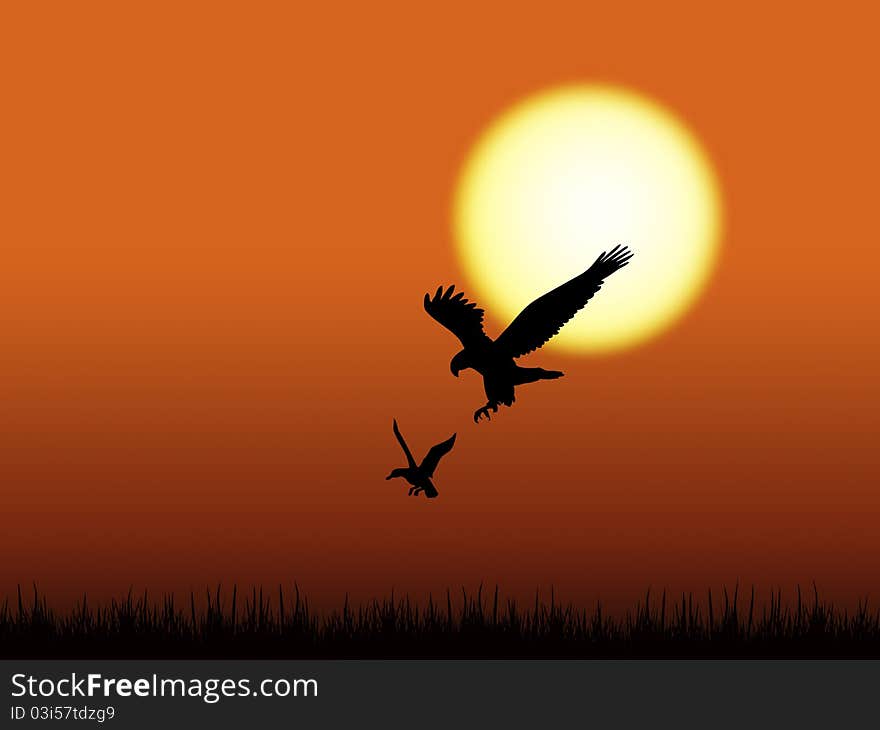 Birds silhouette