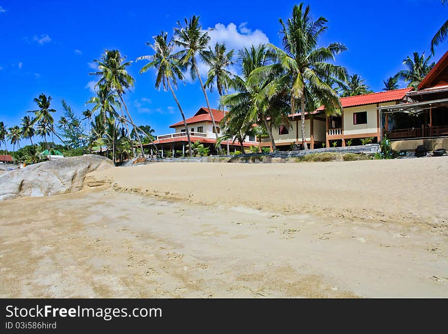 Beach with palm trees