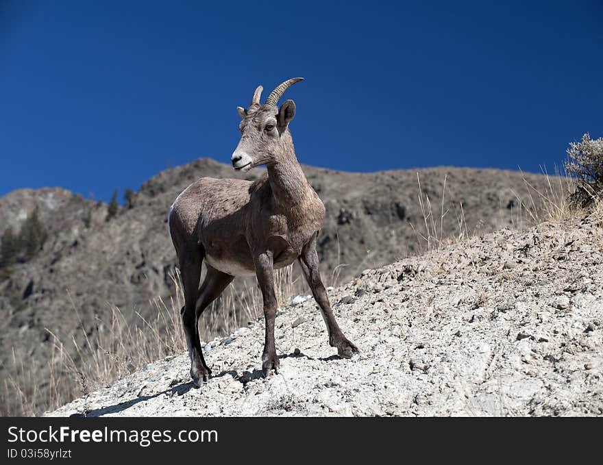 Mountain Goat