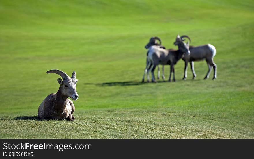 Mountain Goat