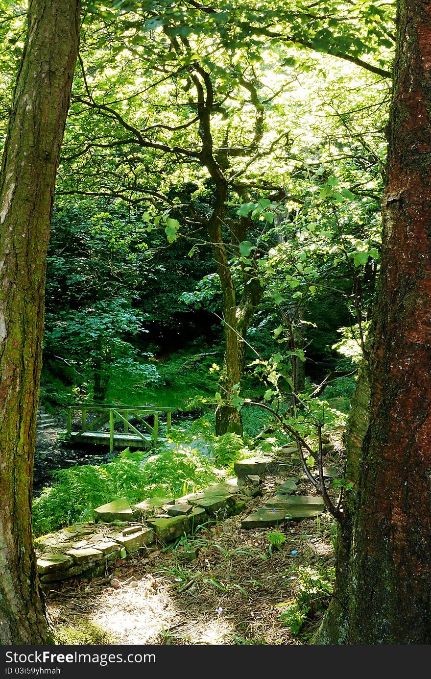 A Quiet Foot Bridge in the Forest