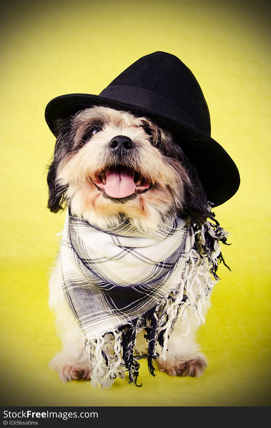 Black and white shih tzu dog with a hat and scarf on yellow background.