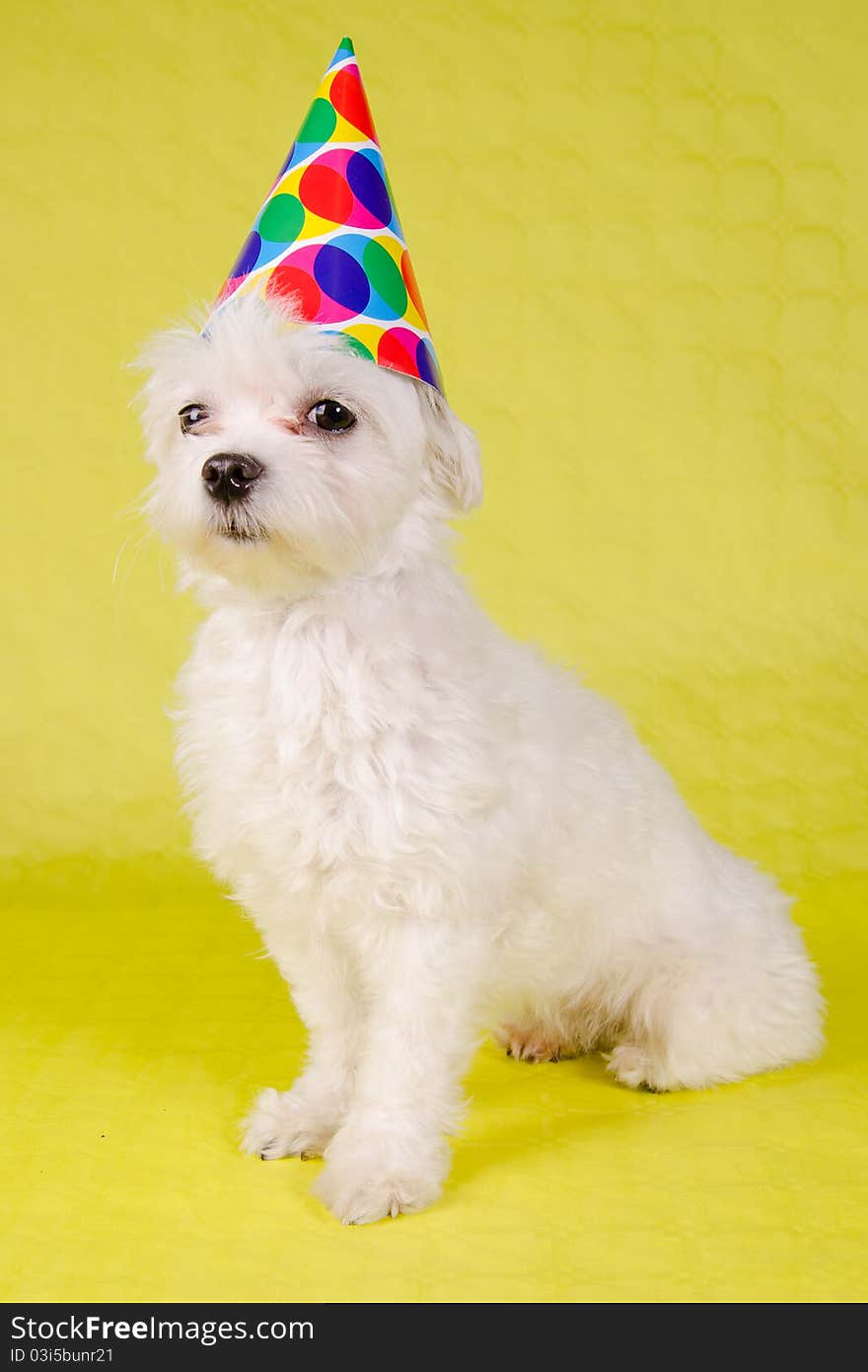 Coton De Tulear