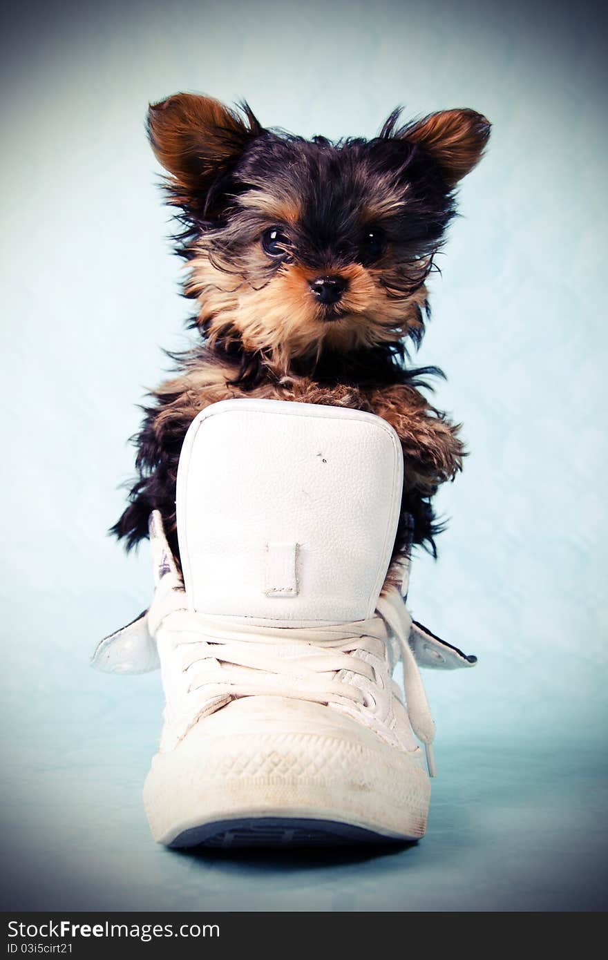 A Yorkshire pup in a white shoe with a blue background. A Yorkshire pup in a white shoe with a blue background.