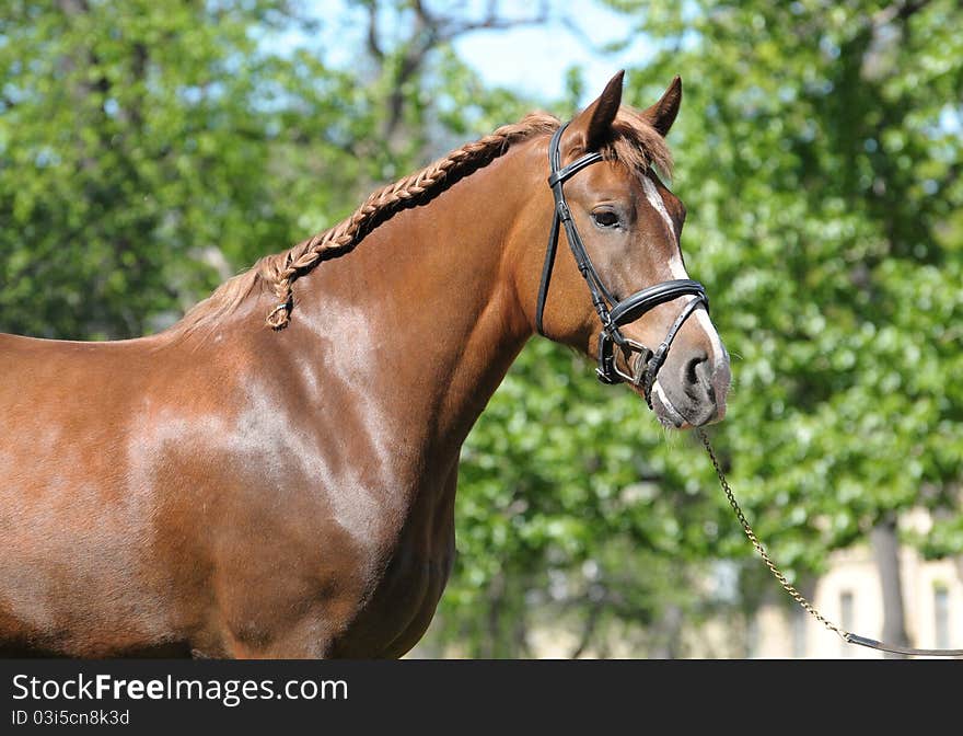 Portrait of a red mare against trees in the summer. Portrait of a red mare against trees in the summer