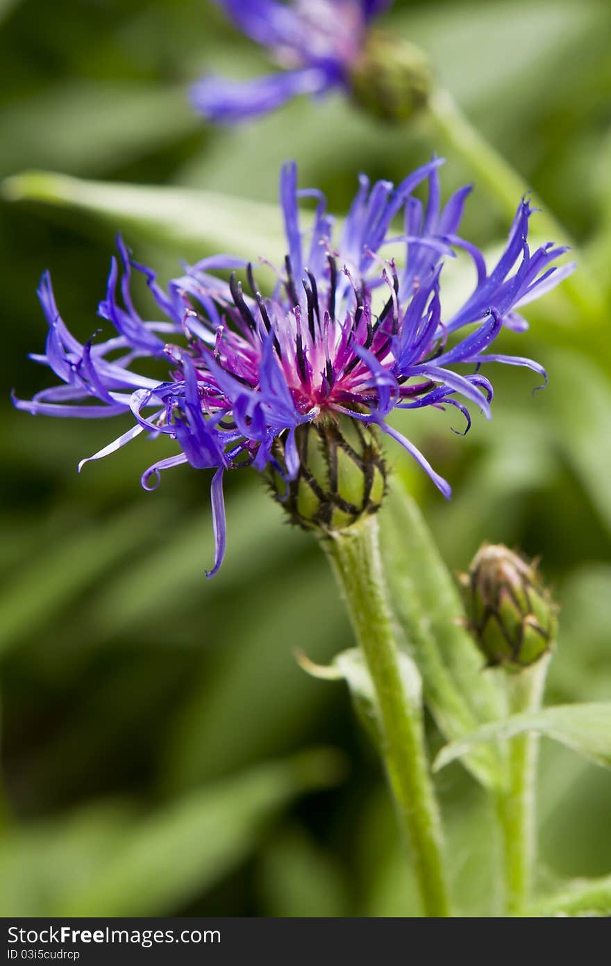 Closeup of a purple centaurea