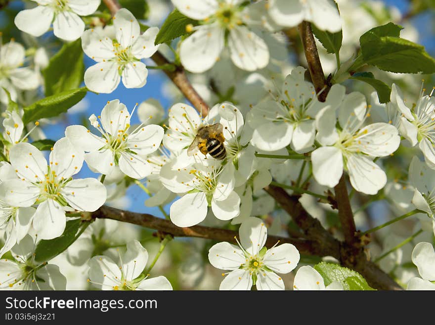 Bee on a cherry tree