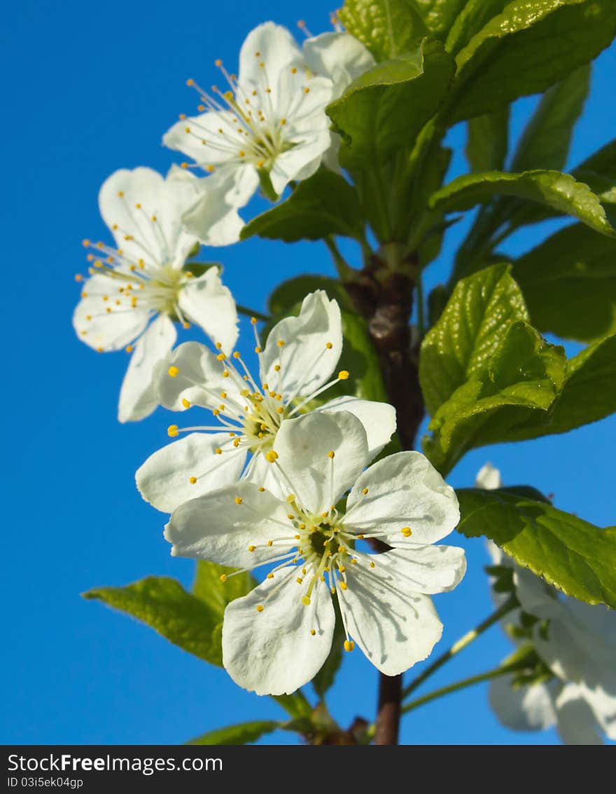 Flowers cherry tree