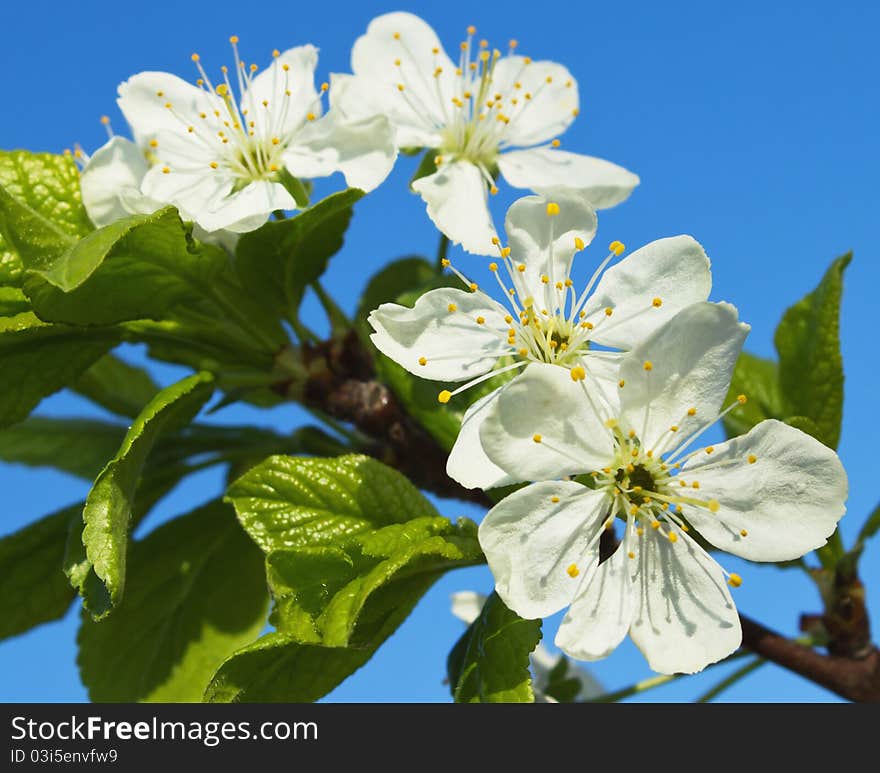 Flowers cherry tree