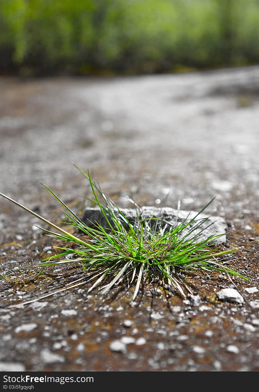 Bunch of a green grass on a wood path. Bunch of a green grass on a wood path