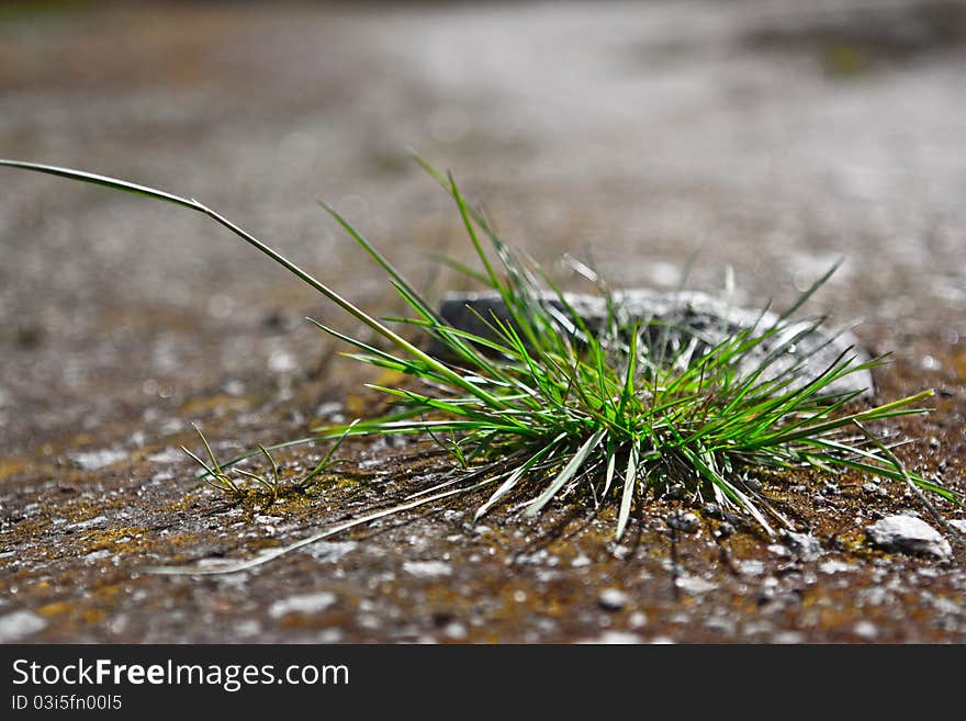 Bunch of a green grass on a wood path. Bunch of a green grass on a wood path