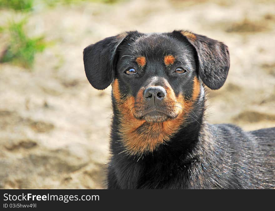 Curious dog portrait