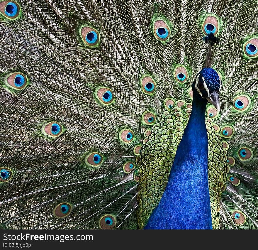 Peacock with open tail