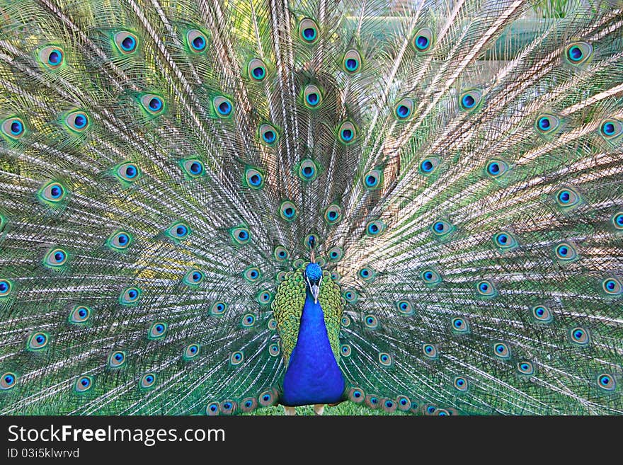 Peacock in garden,close up. Peacock in garden,close up.