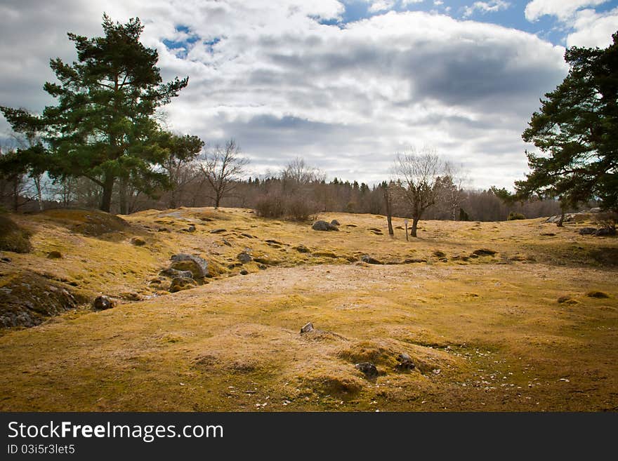 Two trees on a field in Sweden