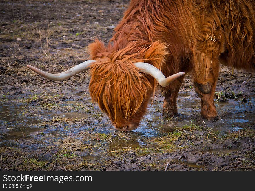 A long horned cow on a farm in Sweden