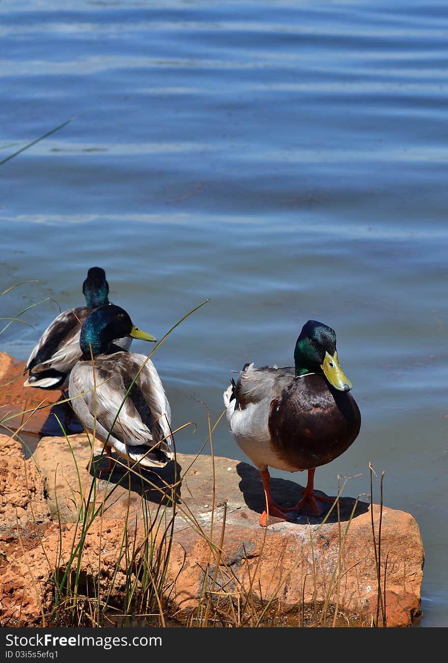 Three drake mallard ducks in the reeds and rocks along side of a river. Three drake mallard ducks in the reeds and rocks along side of a river.