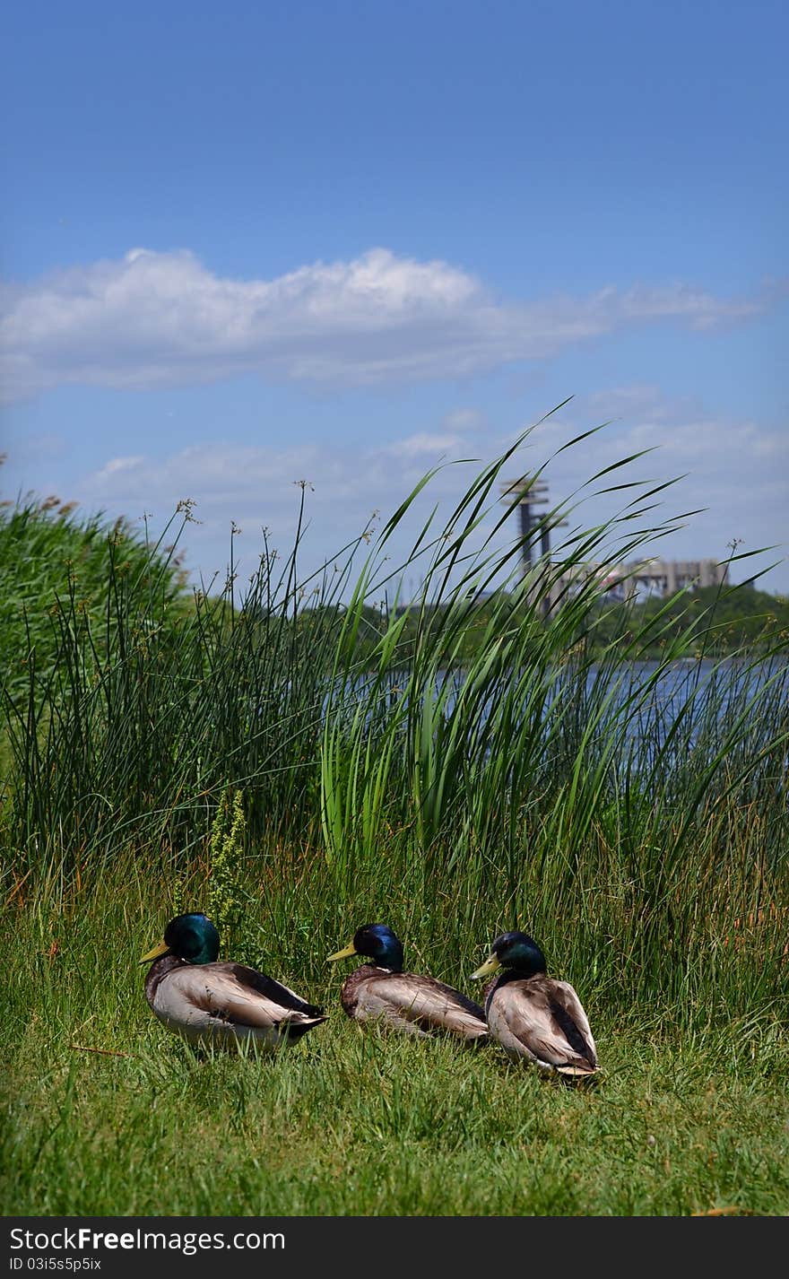 Three drake mallard ducks in the reeds and rocks along side of a river, at Flushing Meadow Corona Park with World Fair structures in background. Three drake mallard ducks in the reeds and rocks along side of a river, at Flushing Meadow Corona Park with World Fair structures in background