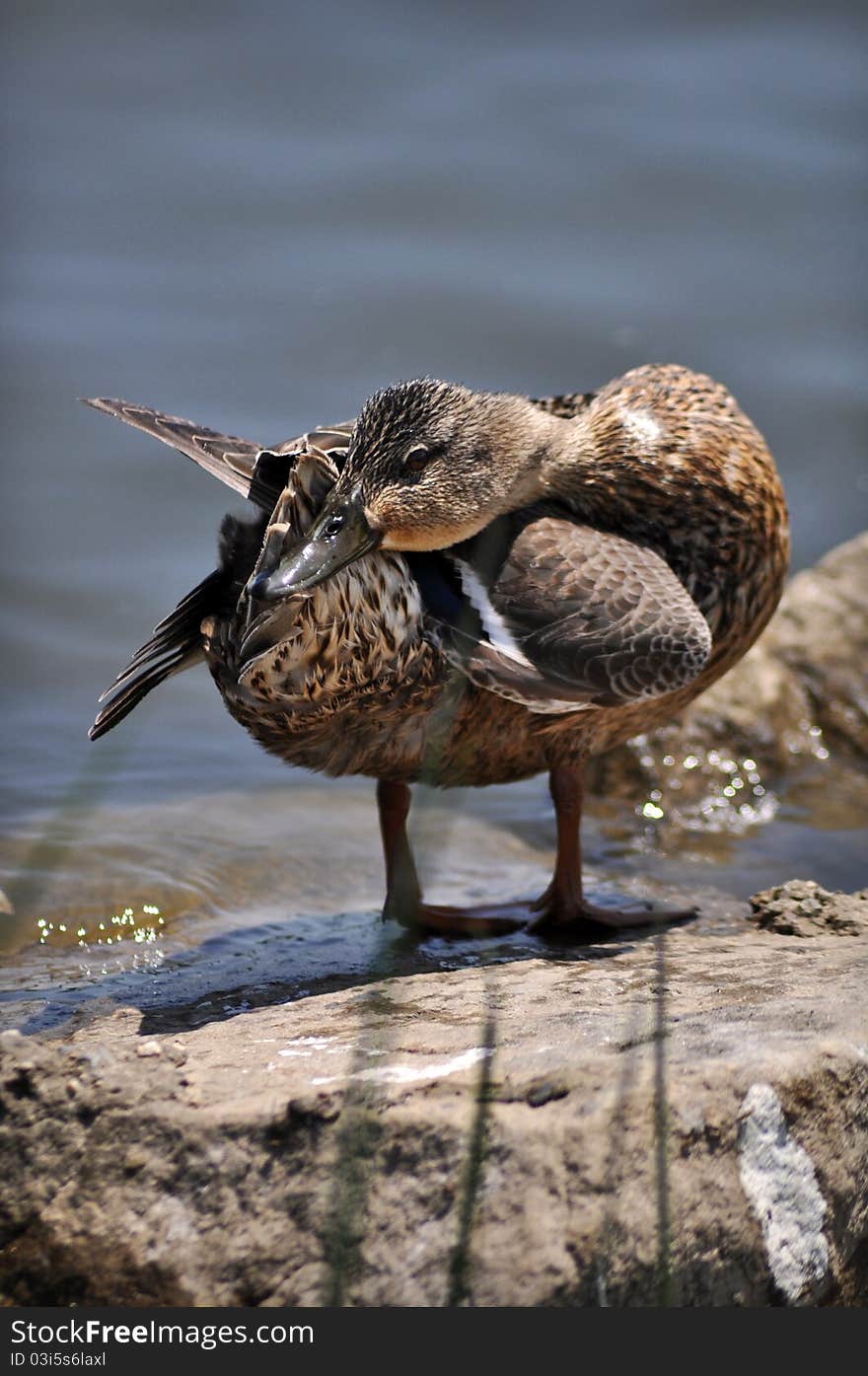 Young mallard duckling stretching on a rock along side of a river.