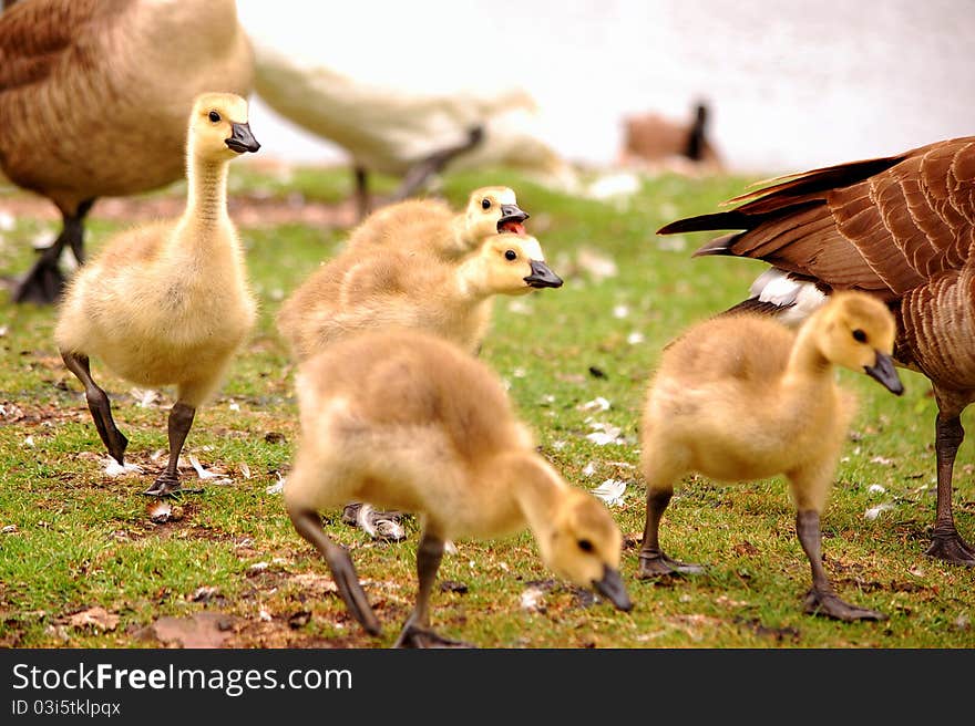 Goose, Goslings Running near Lake and nature reserve. Goose, Goslings Running near Lake and nature reserve