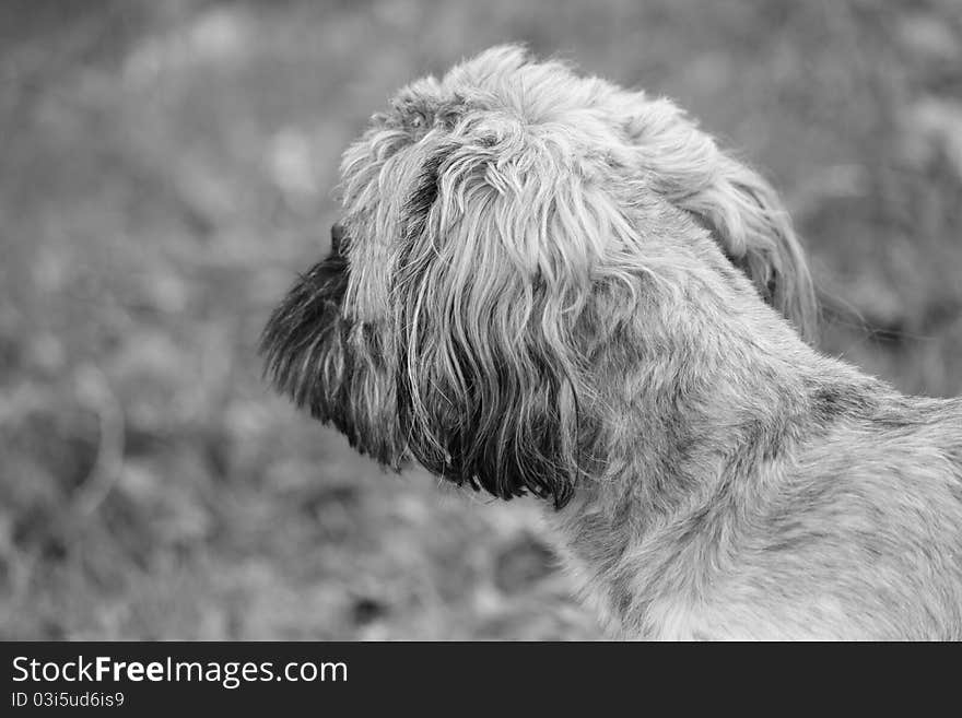 A mysterious dog, seemingly yearning for something in the distance. A mysterious dog, seemingly yearning for something in the distance.