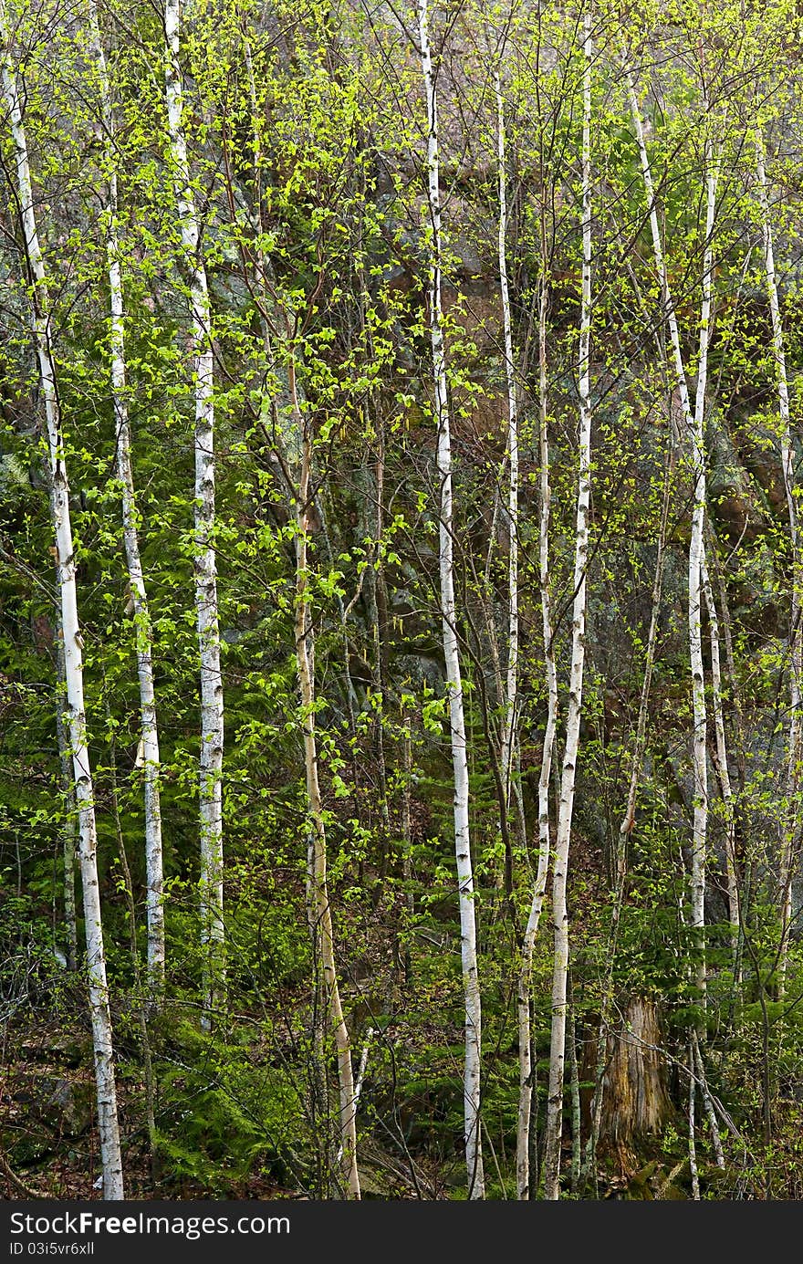 A stand of birch trees in spring, minnesota. A stand of birch trees in spring, minnesota.